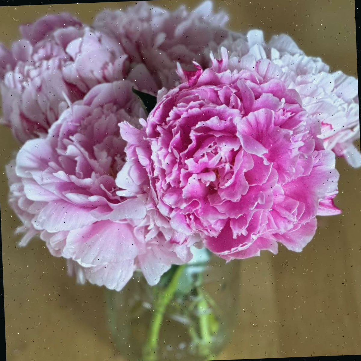 Um vaso de vidro contendo cinco peônias Sarah Bernhardt (Paeonia lactiflora ‘Sarah Bernhardt’), exibindo que esta bela flor rosa aparece em vários tons de rosa, incluindo rosa claro e um rosa mais profundo.