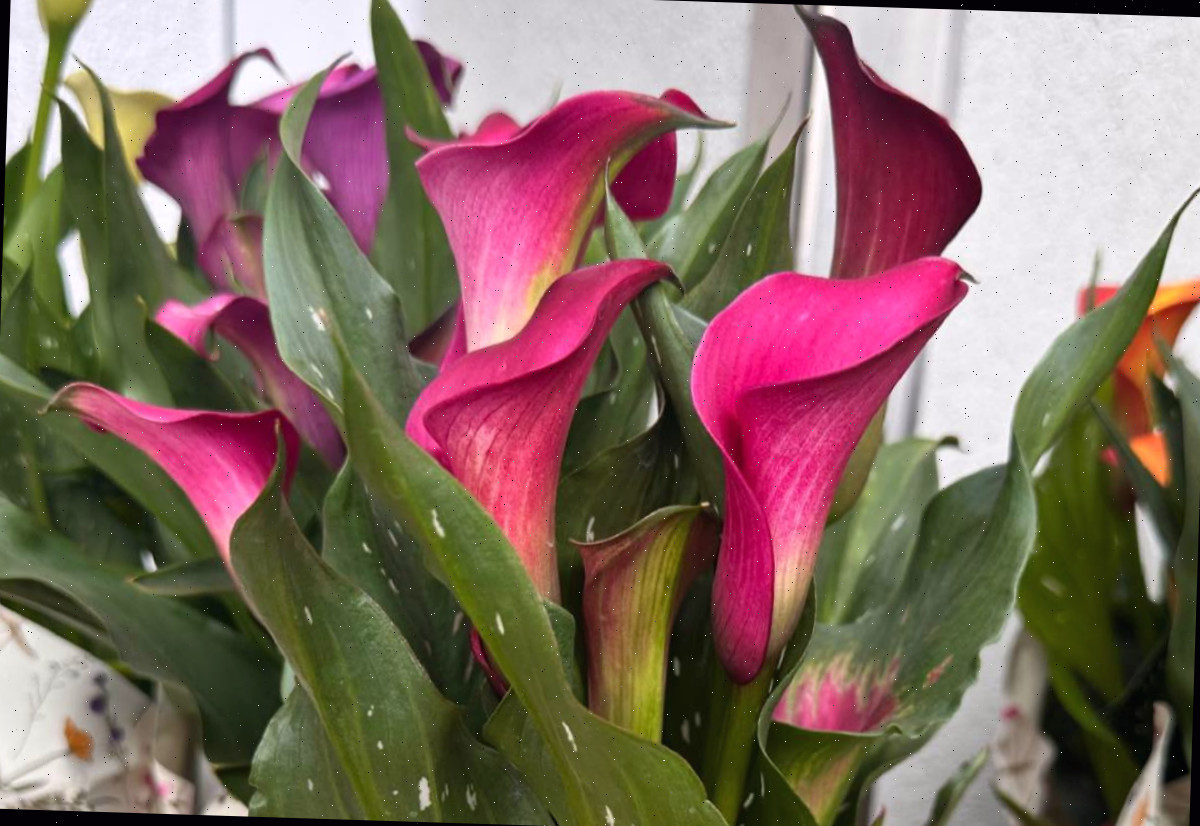 Um lírio calla rosa (Zantedeschia rehmannii) em um vaso, embrulhado em plástico, onde as folhas manchadas e as flores rosa escuras desta planta são visíveis.