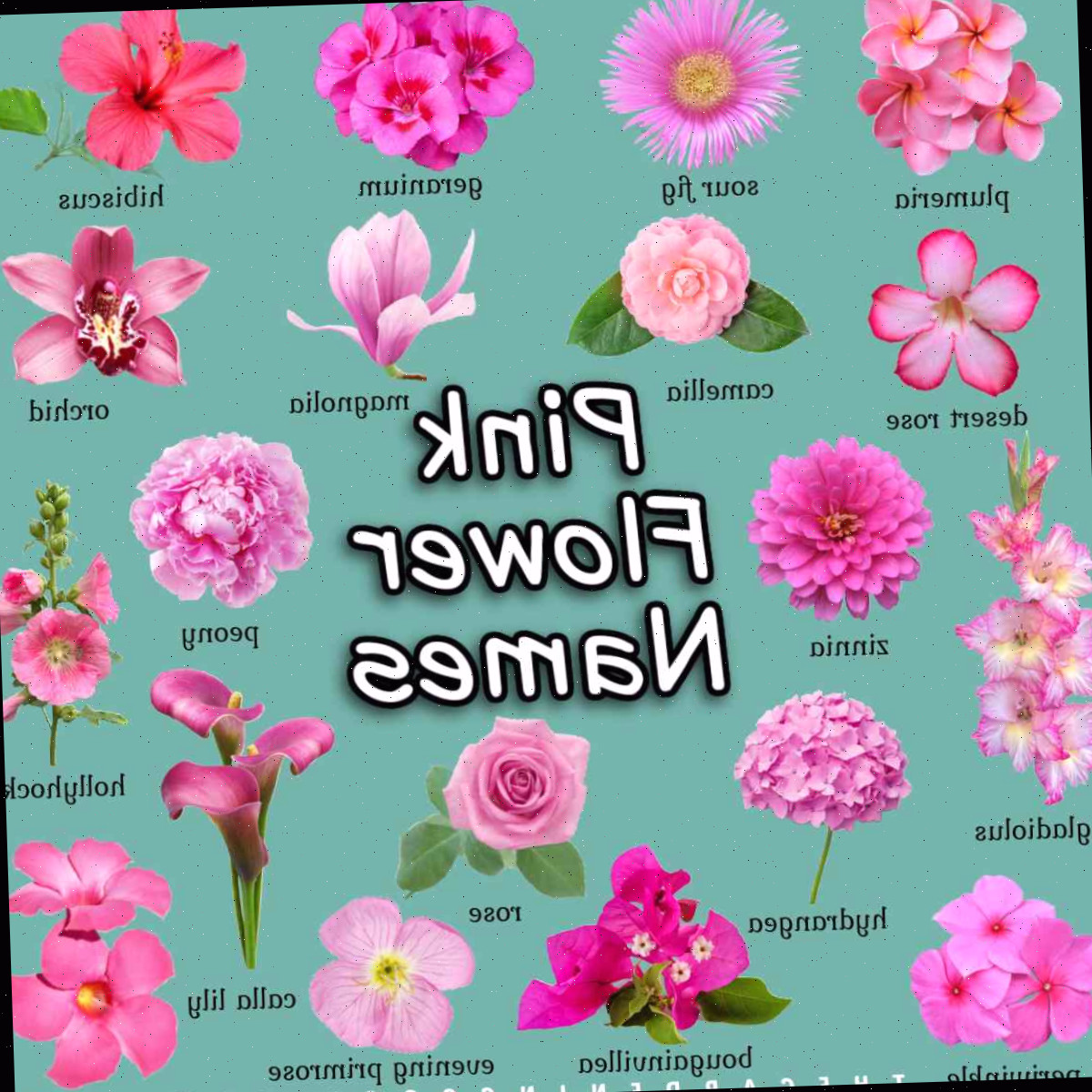 70+ Nomes e Imagens de Flores Cor-de-Rosa