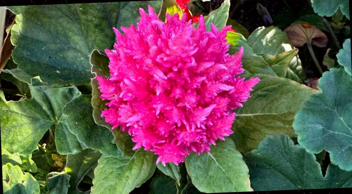 Um close de uma celosia plumeada rosa (Celosia argentea), mostrando suas bonitas flores rosas cercadas por folhas.