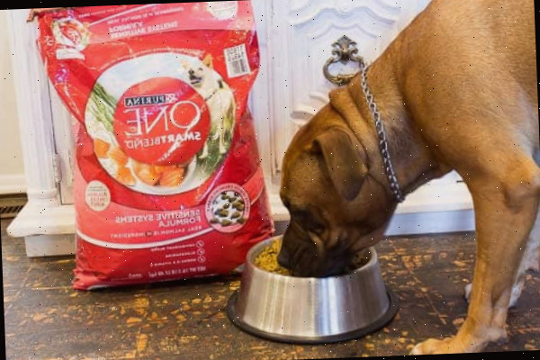 Um grande cachorro marrom em pé sobre uma mesa