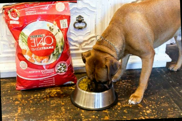Um grande cachorro marrom em pé sobre uma mesa