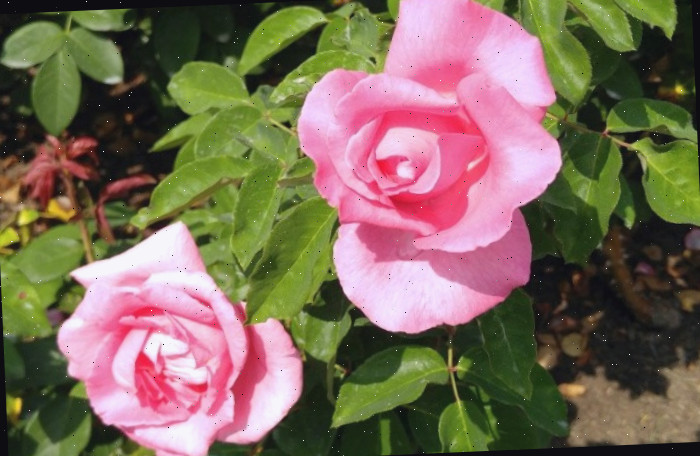 Duas flores rosa claras de uma rosa 'Rainha Elizabeth' (Rosa 'Queen Elizabeth') mostrando como essas perenes rosas parecem quando estão em floração.