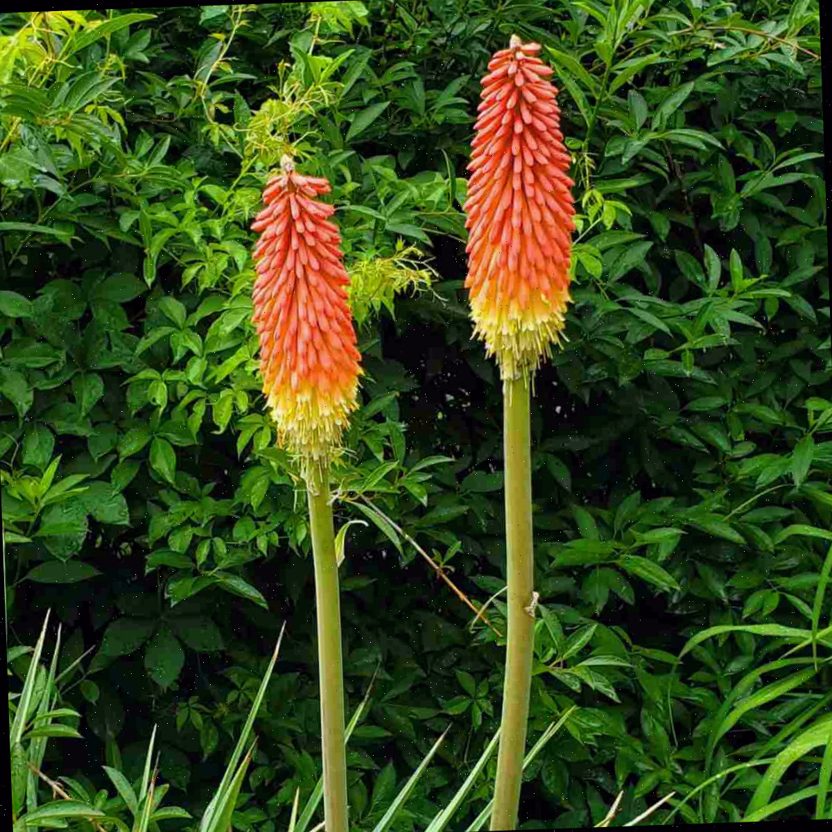 Duas flores laranjas de lança-ao-fogo, conhecidas como Kniphofia uvaria, com outras plantas verdes ao fundo.