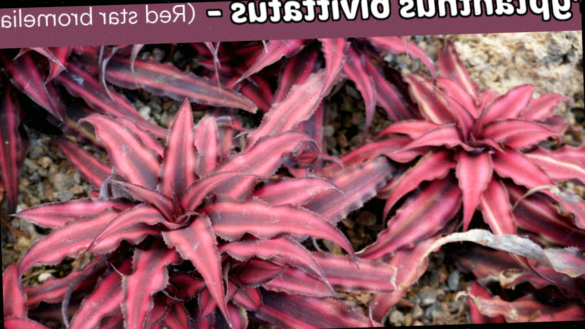 Um grupo de plantas de Crytpanthus bivittatus - também conhecidas como Bromélias Red Star.