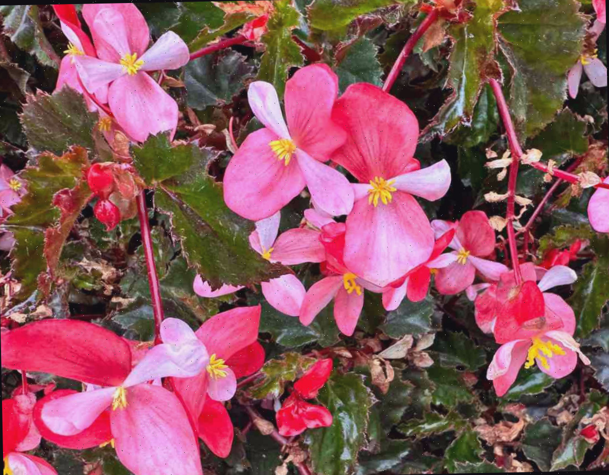 Um close das flores cor-de-rosa intenso e da folhagem verde escura de uma ‘Begônia Richmond’ (Begonia ‘Richmondensis’).