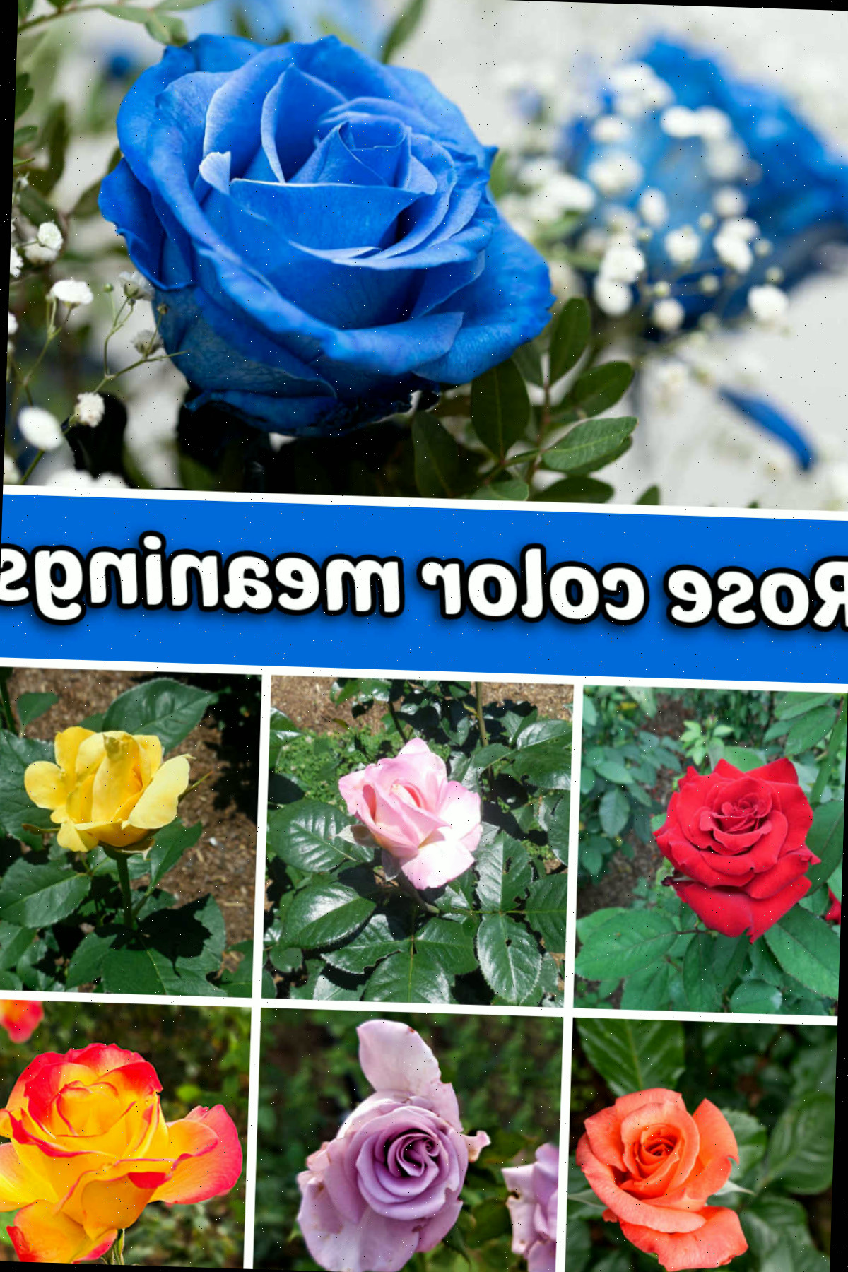 Aprenda Tudo Sobre os Significados e o Simbolismo das Cores das Rosas Fotos de rosas azuis, vermelhas, rosas, amarelas, pêssego, lavanda e amarelas/vermelhas. A caixa de texto azul diz significados das cores das rosas.