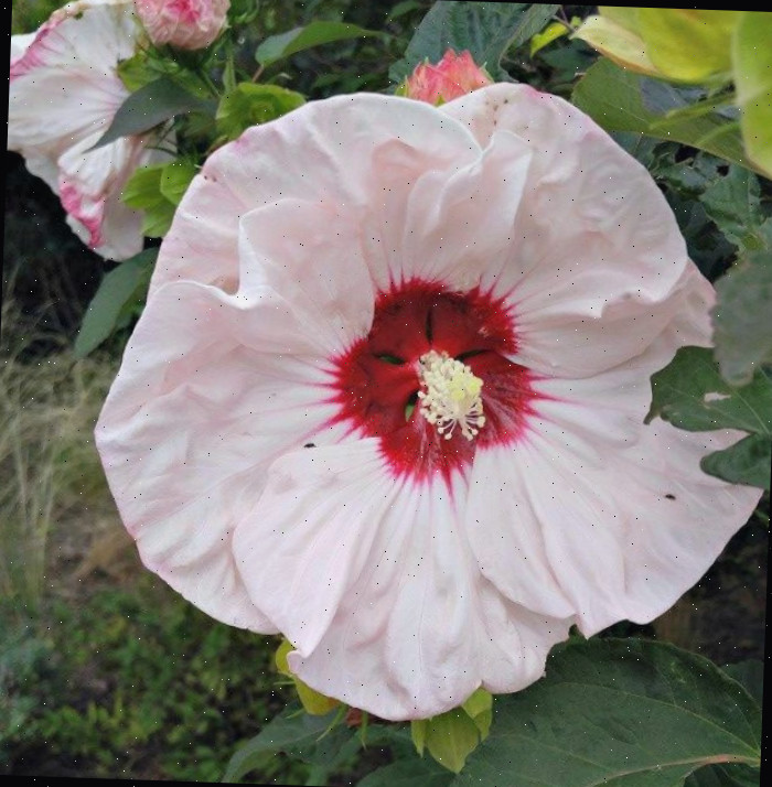 Um close da flor rosa pálido de uma Malva-rosa (Hibiscus ‘Angel Eyes’).