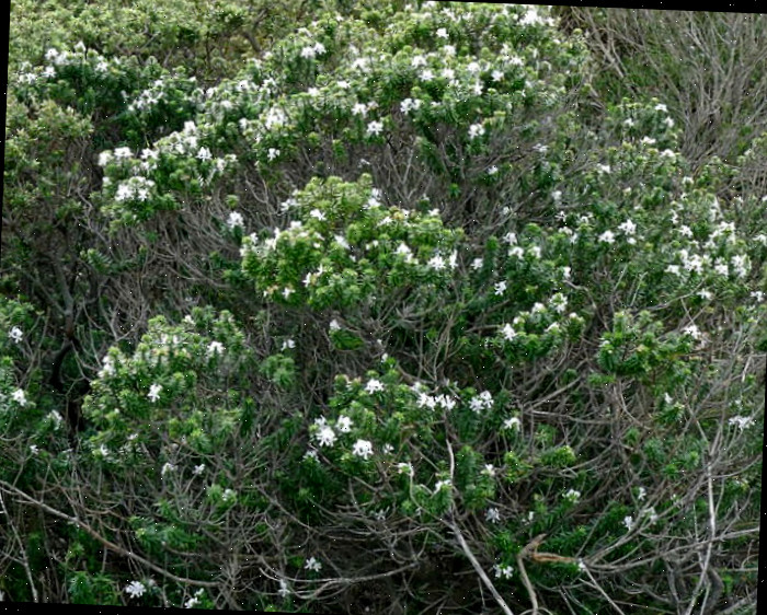 Planta de alecrim antiga Crescimento lenhoso de uma planta de alecrim madura em plena floração