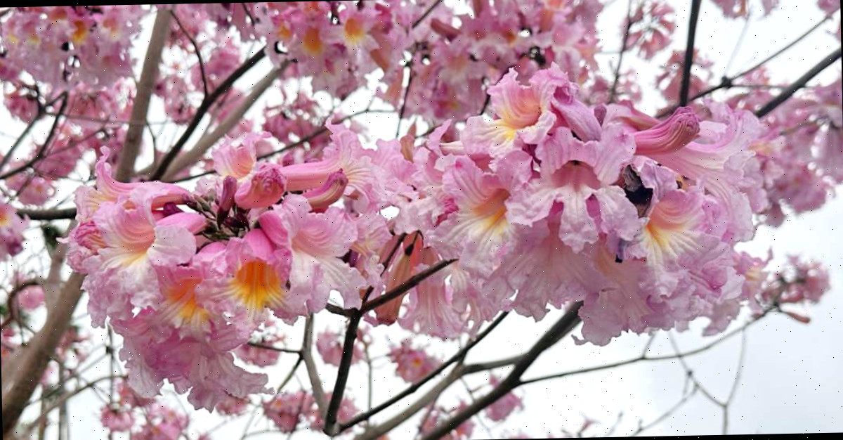 Uma imagem de close de uma árvore trompete rosa (Tabebuia rosea) contra o céu, evidenciando os vários tons de cor nesta árvore com flores rosas.