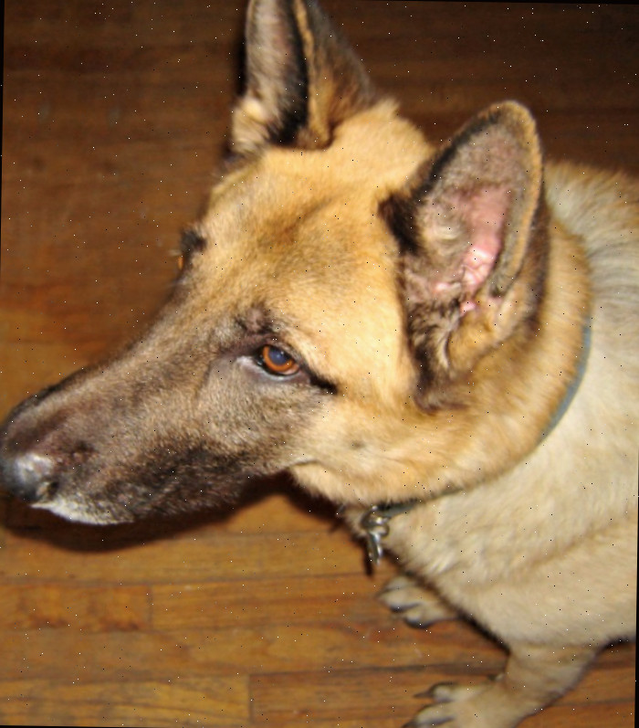 Rusty, nosso pastor alemão