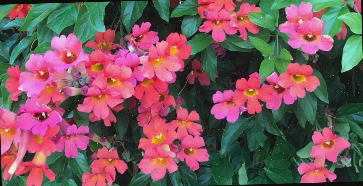 Uma imagem do cipó trompete escarlate (Amphilophium buccinatorium) exibindo uma seção horizontal deste arbusto com flores pink.