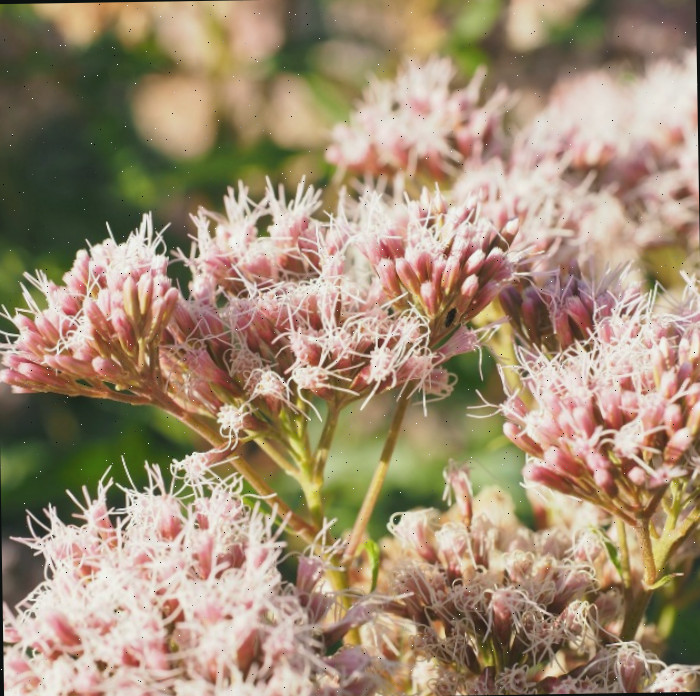 Sedum rosa Um close das flores rosas do sedum.