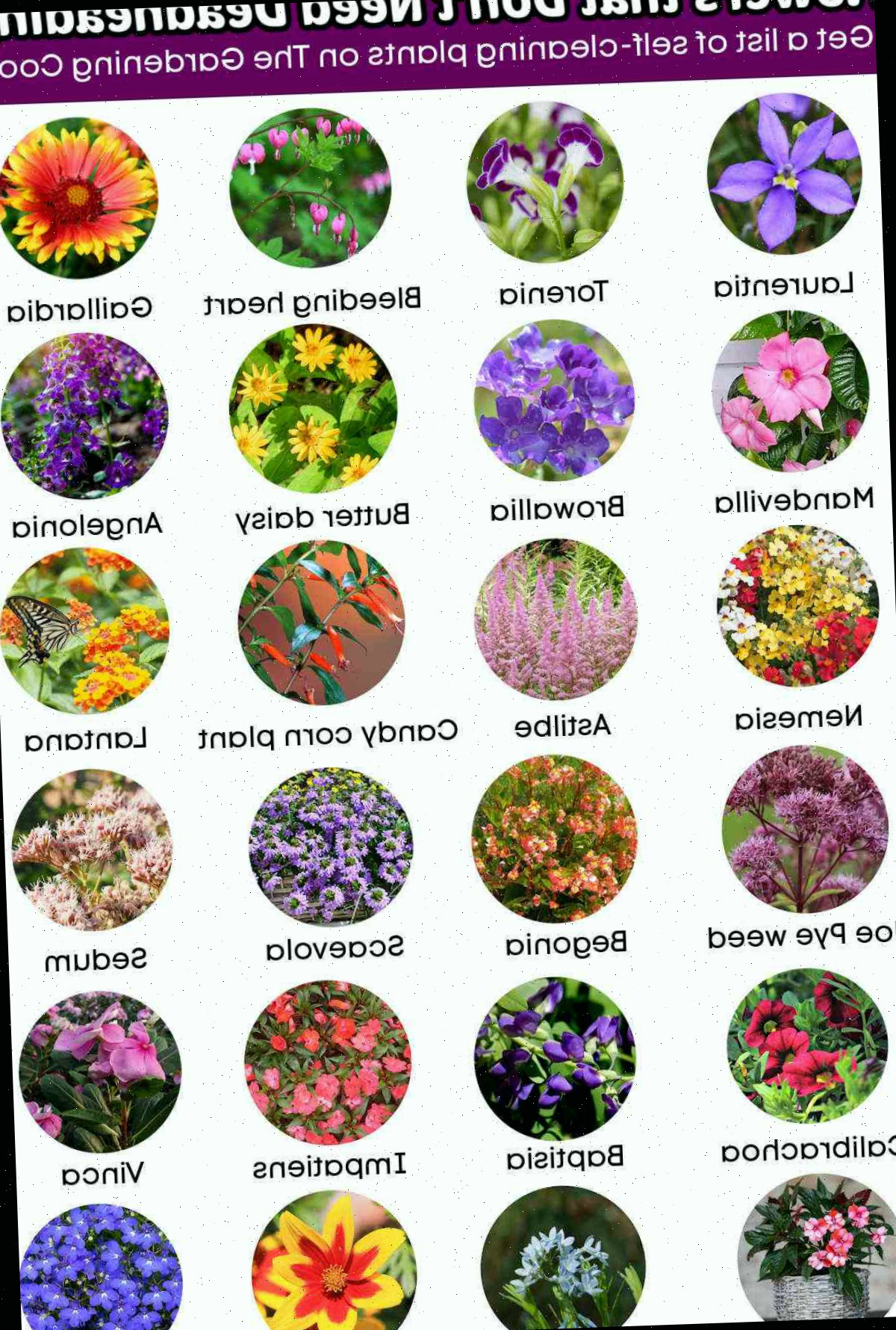 Obtenha uma lista de flores que não precisam de deadheading Fotos de flores em círculos em um gráfico. A sobreposição de texto roxo diz Flores que não precisam de deadheading. Obtenha uma lista de plantas autolimpantes no The Gardening Cook.