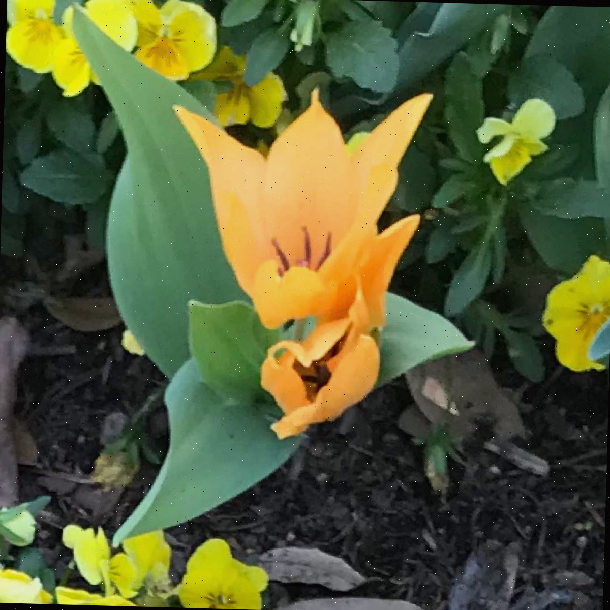 Uma imagem em close de uma flor de Tulipa praestans Shogun, em um canteiro com cobertura de material orgânico e outras pequenas flores amarelas visíveis.