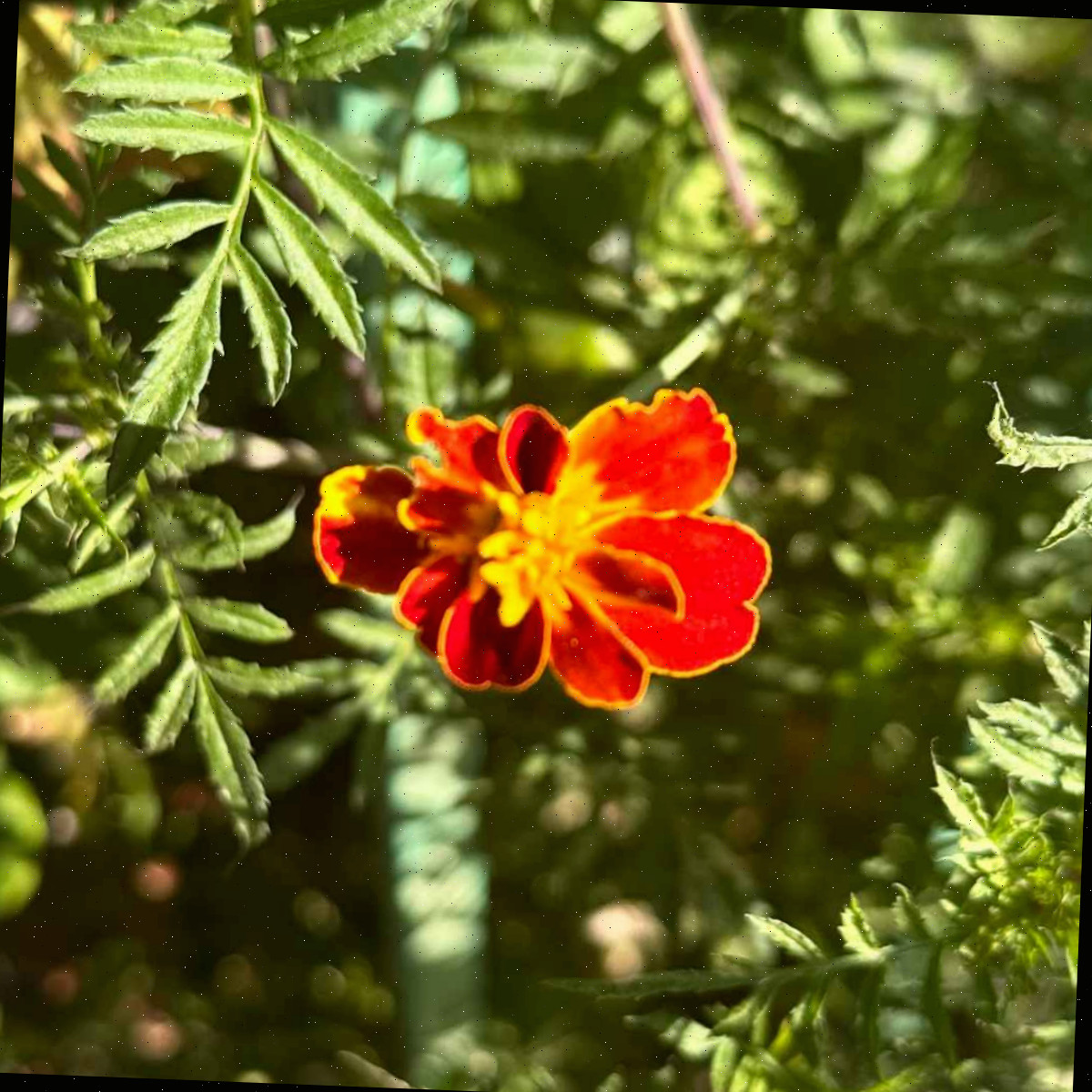 Uma imagem em close de uma flor de cravo-de-defunto-signet, conhecida botanicamente como Tagetes tenuifolia, entre a folhagem exuberante da planta.