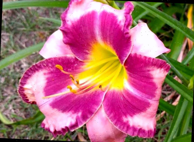 Uma foto de close de um lírio-de-dia Blushing Summer Valentine (Hemerocallis 'Blushing Summer Valentine') mostrando as flores rosa brilhante, que têm manchas de rosa claro nelas.
