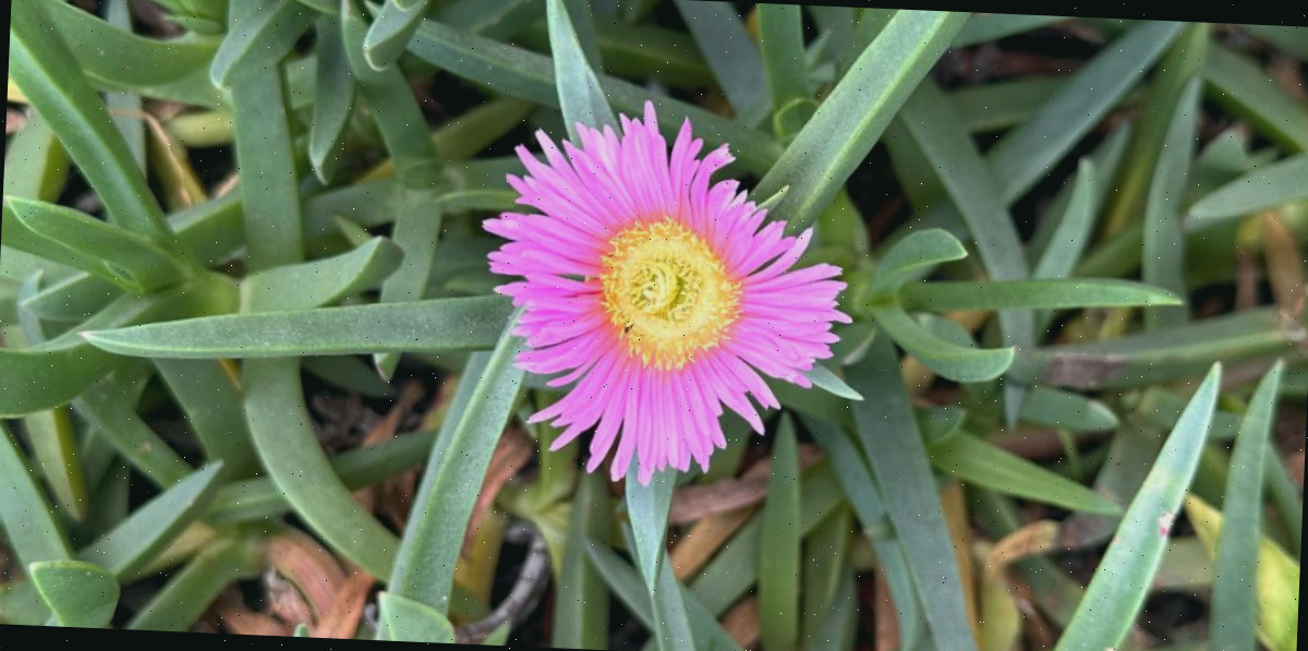 Uma imagem em close de uma planta de Figo azedo (Carpobrotus edulis), com uma flor rosa clara no centro, rodeada pelas folhas carnosas desta planta suculenta.