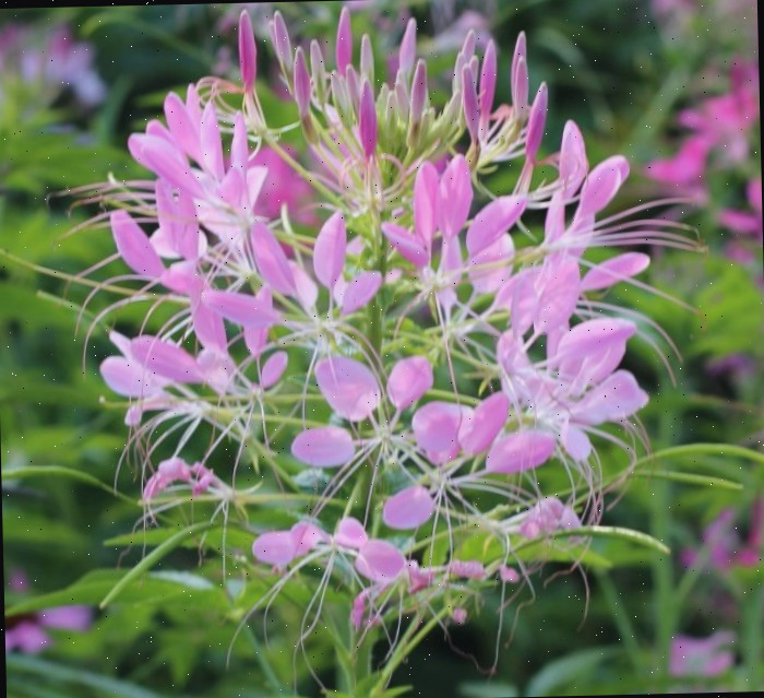 Uma imagem de um aglomerado de flores aranhas rosa claro (Cleome hassleriana) com mais flores e suas folhas visíveis ao fundo.