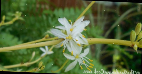 Pequenas flores brancas crescendo no caule de uma planta-aranha madura.