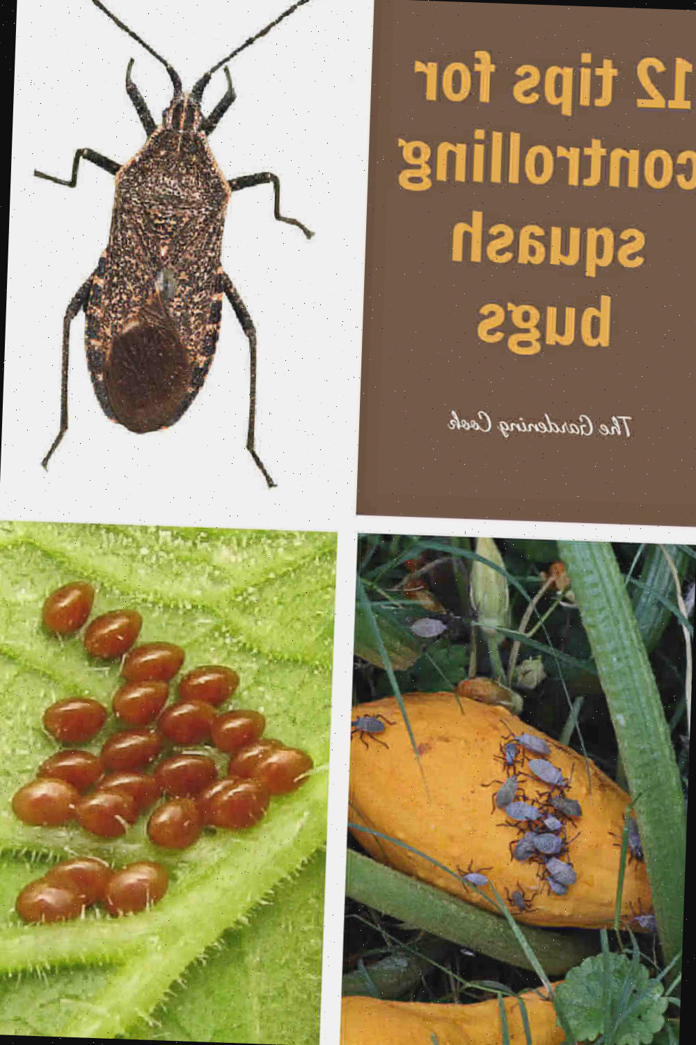 Inseto da abobrinha, infestação e ovos de insetos da abobrinha com palavras dizendo 12 dicas para controlar insetos da abobrinha.