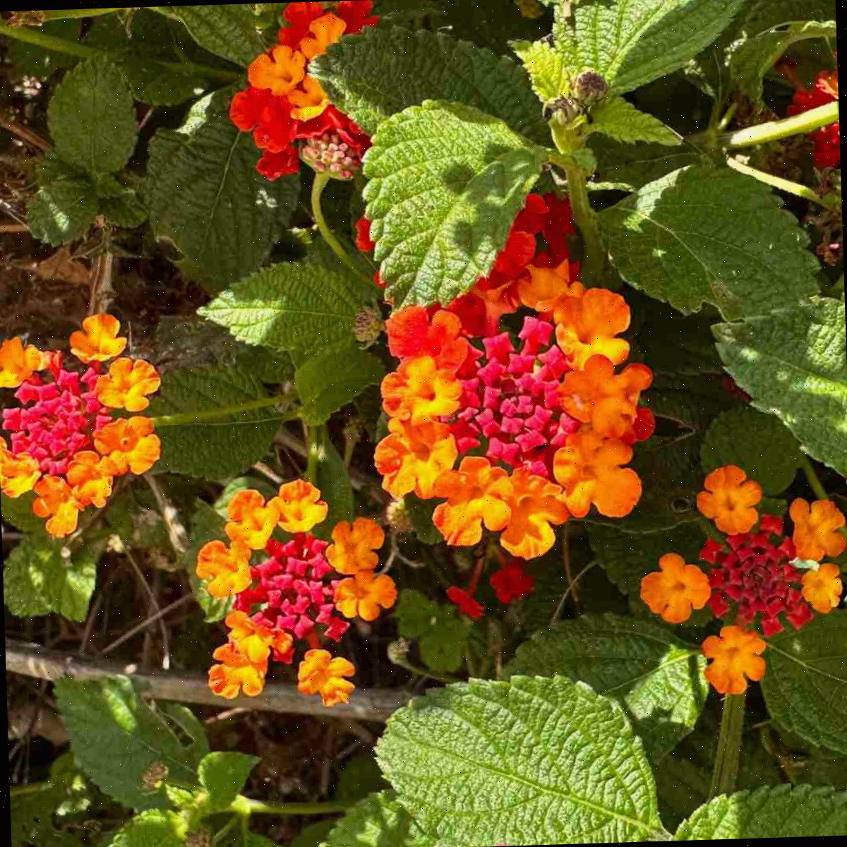Um close de flores laranja e vermelhas de lantana-do-Texas, conhecidas botânicamente como flores de Lantana urticoides.