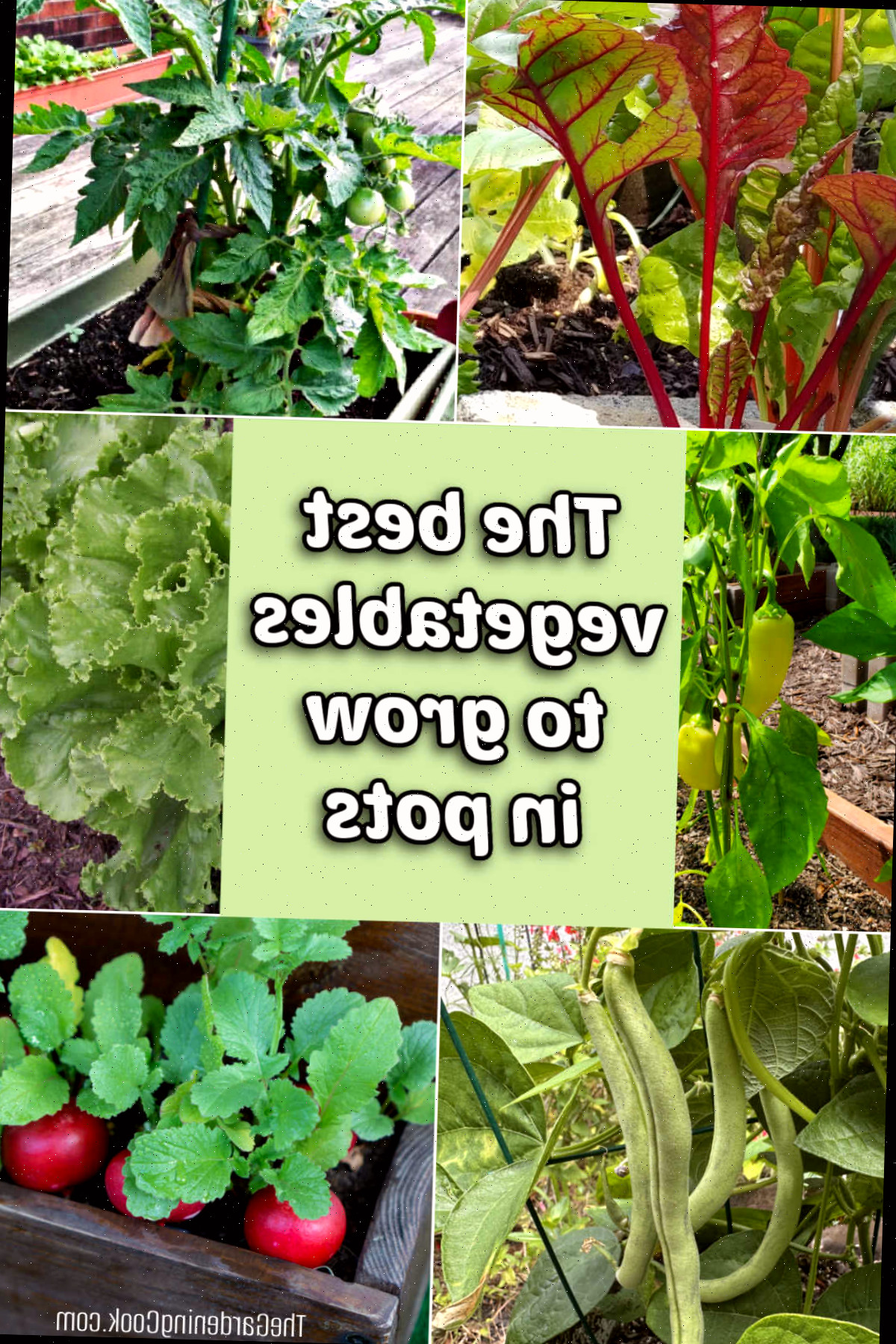 As melhores hortaliças para cultivar em vasos e recipientes, incluindo acelga, tomates, pimentões, alface, feijão-verde e rabanetes.