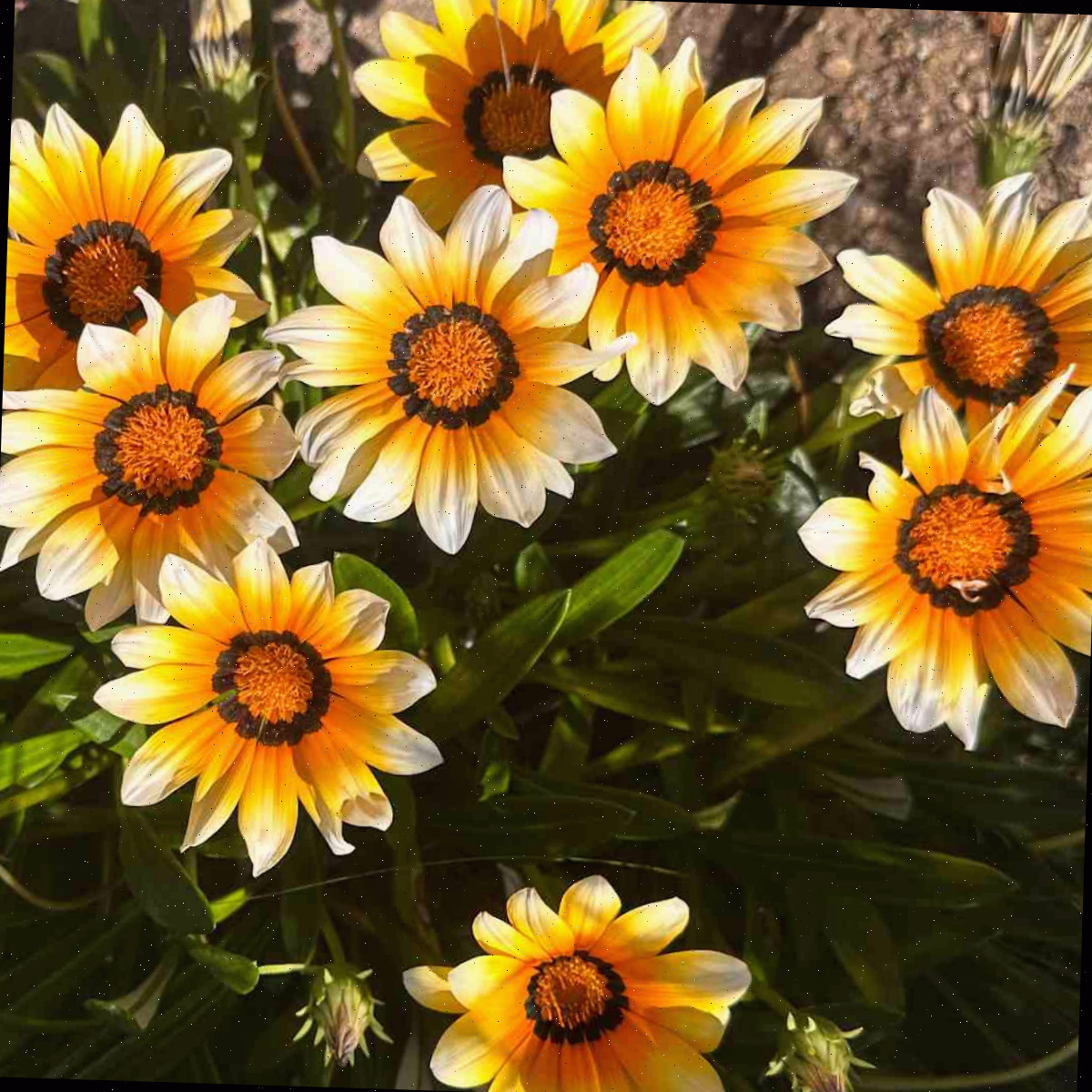 Um canteiro de flores-da-fortuna amarelas e laranjas, também conhecidas como flores de Gazania rigens.