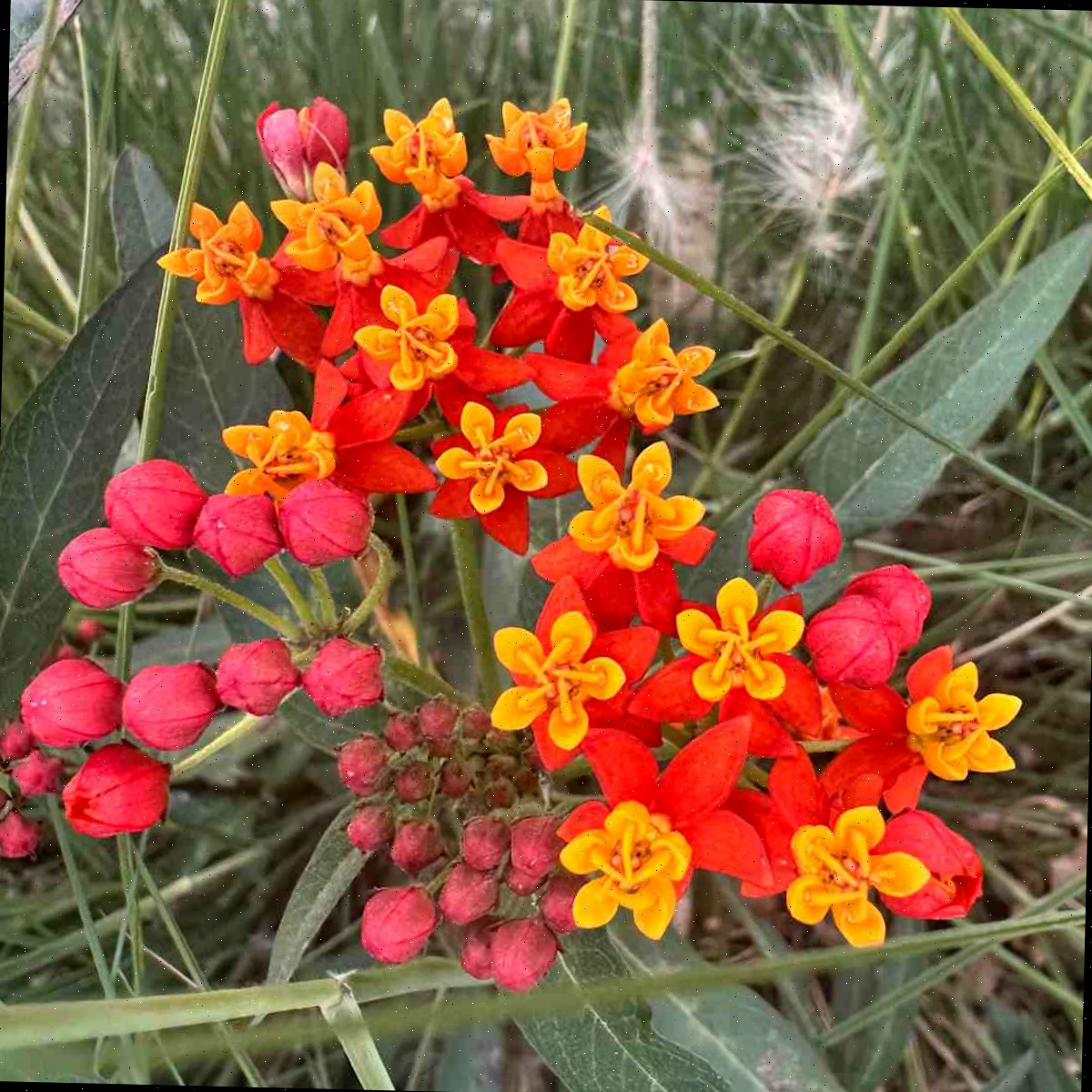 Uma imagem em close de flores de leiteiro tropical, conhecidas botanicamente como Asclepias curassavica, onde alguns botões vermelhos ainda não desabrocharam e outros já estão abertos, revelando flores laranja e vermelhas.