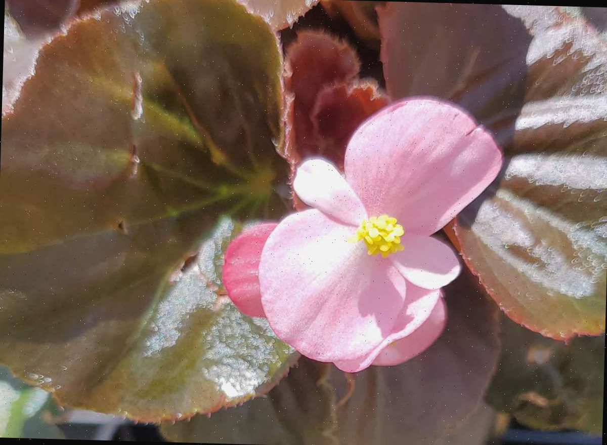 Um close de uma begônia cerosa rosa (grupo Begonia semperflorens cultorum) destacando esta pequena flor rosa contra suas folhas cerosas de verde acastanhado.