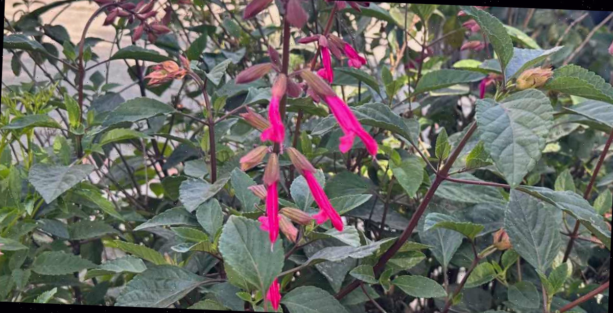 Um close de um ramo das pequenas flores rosadas da sálvia 'Wendy's Wish' (Salvia 'Wendy's Wish') e suas folhas.