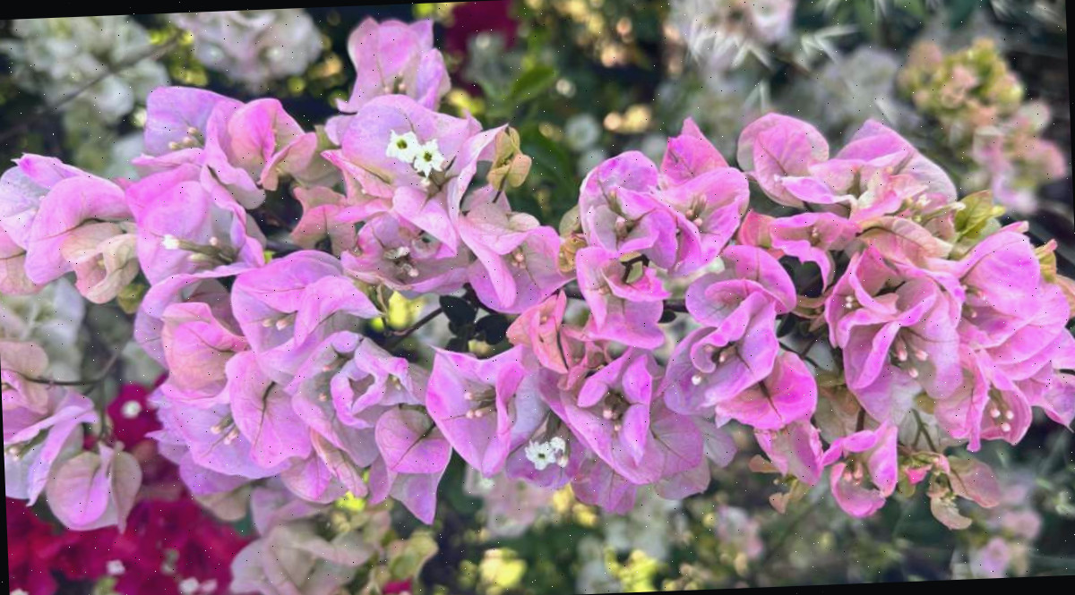 Um agrupamento de flores rosa e branca da bougainvillea 'Yani's Delight' (Bougainvillea glabra 'Yani's Delight') acompanhado de outras cores de bougainvillea, incluindo flores rosa intenso e flores brancas puras ao fundo.