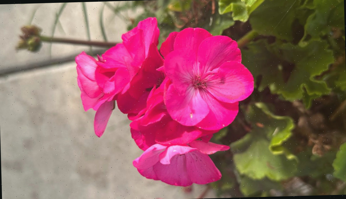 Uma foto de um conjunto de flores cor-de-rosa profundas de gerânio zonal (Pelargonium hortorum) pendendo sobre um passeio, com o caminho e as folhas do gerânio ao fundo da imagem.