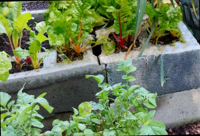 Acelga e alface em uma cama de jardim elevada feita de blocos de concreto Acelga e alface em uma cama de jardim elevada fácil