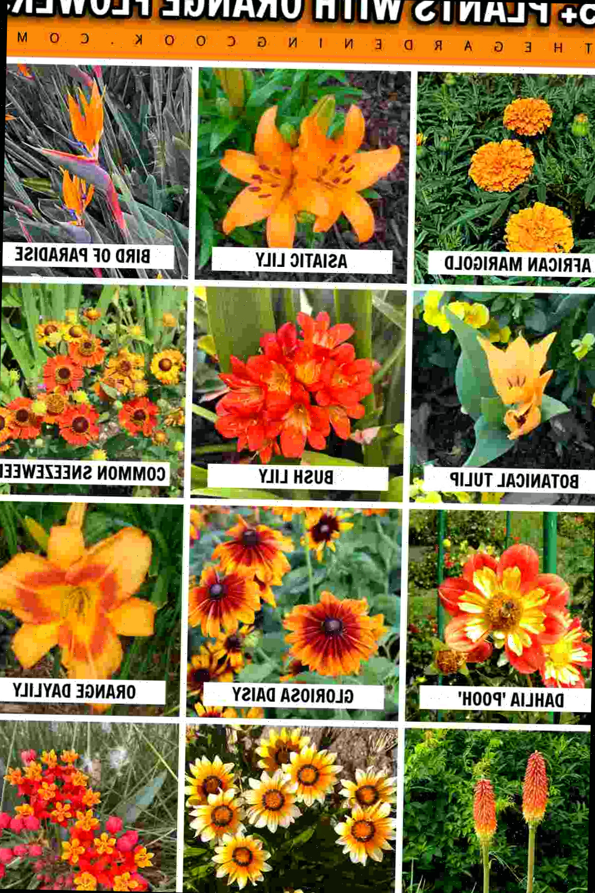 Um retângulo laranja no topo com texto branco contornado em preto que diz 45+ plantas com flores laranjas, acima de uma colagem com 12 fotos em close de flores laranjas, cada uma com seu nome. As fotos são de cravo-de-defunto-africano, lírio-asiático, ave-do-paraíso, tulipa Shogun, lírio-de-salão, helênio comum, dália Pooh, margarida gloriosa, lírio-de-um-dia, lança-ao-fogo, flor-da-fortuna e leiteiro-tropical.