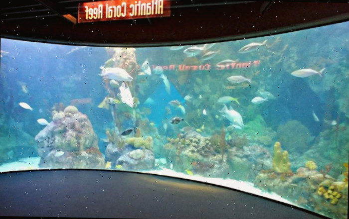 Aquário de Recifes de Coral do Atlântico