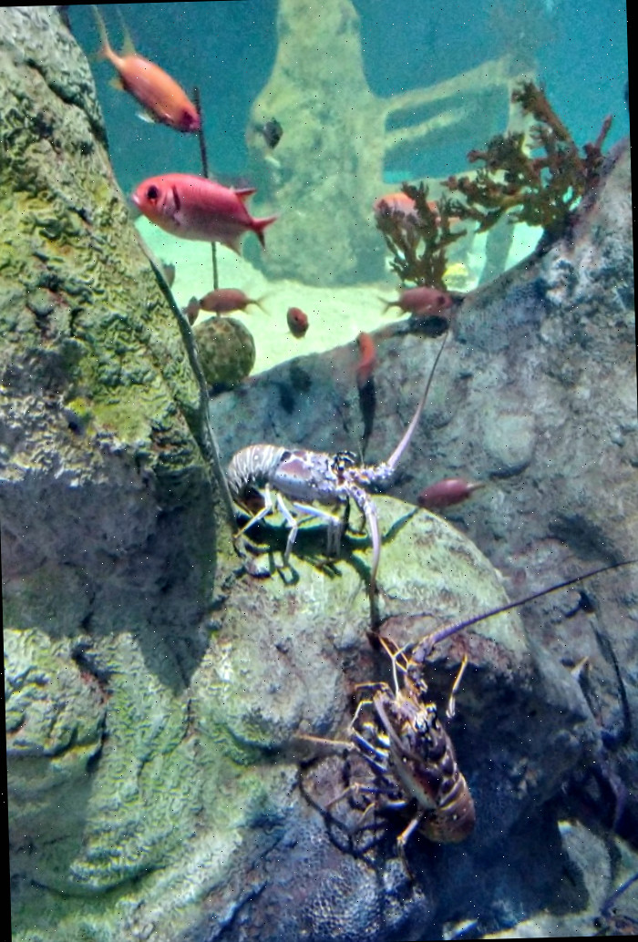 crustáceos e peixes em um aquário