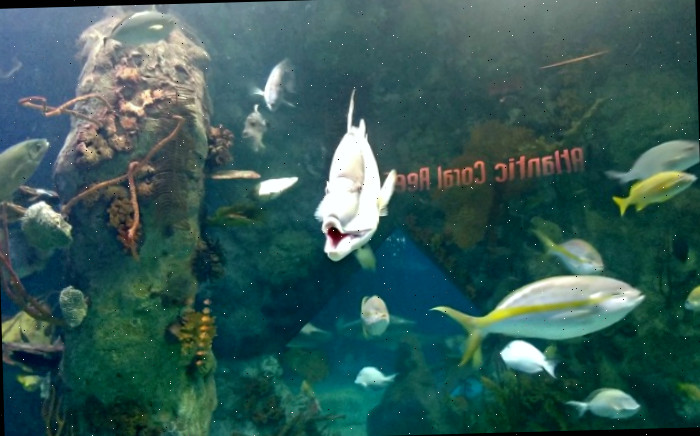 peixes nadando em um aquário