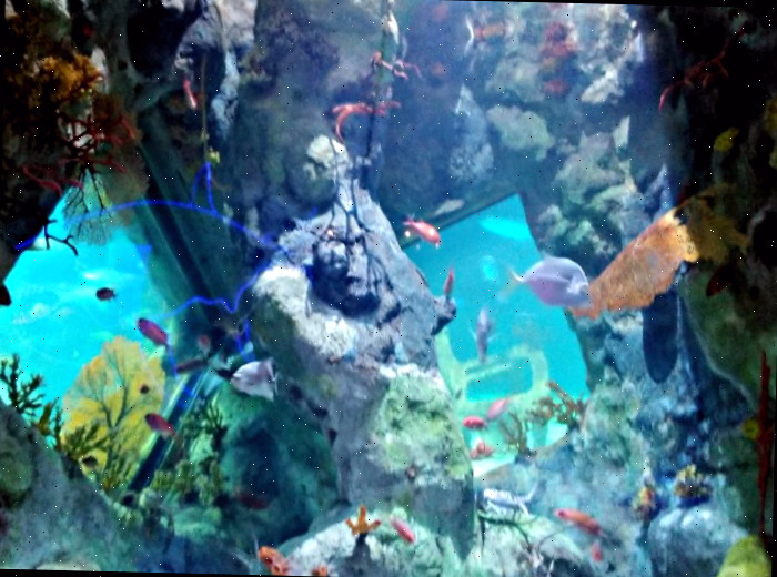 aquário com peixes nadando
