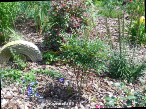 Um jardim com plantas, cobertura morta e alguns pedaços curvados de pedra.