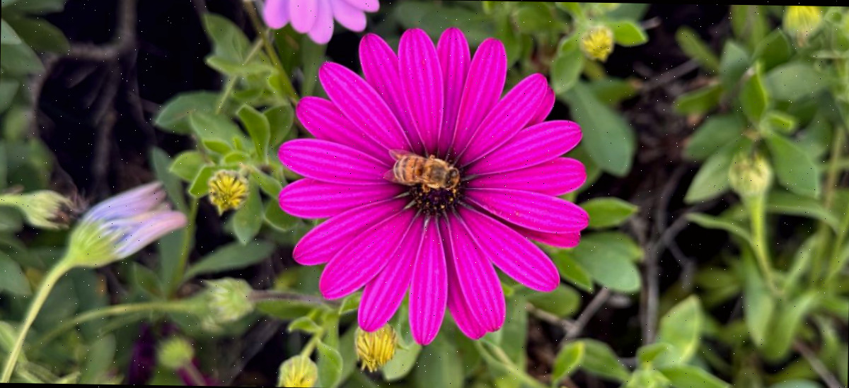 Uma das flores cor-de-rosa escuras de uma margarida africana (osteospermum) com uma abelha pousada no centro da flor.