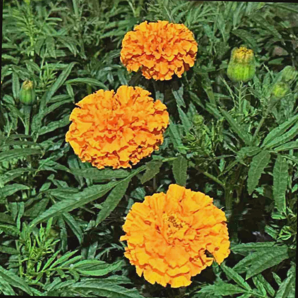 Um close de três flores laranjas, comumente chamadas de cravos-de-defunto-africanos, conhecidas botanicamente como Tagetes erecta.