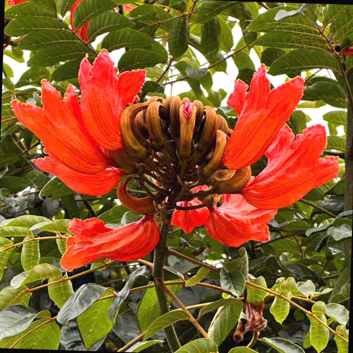 Uma foto em close de um cacho de flores laranjas de uma árvore-tulipa-africana, conhecida botanicamente como Spathodea campanulata.