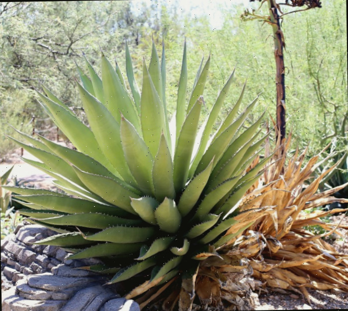 planta de agave em um jardim desértico Agave em tamanho real