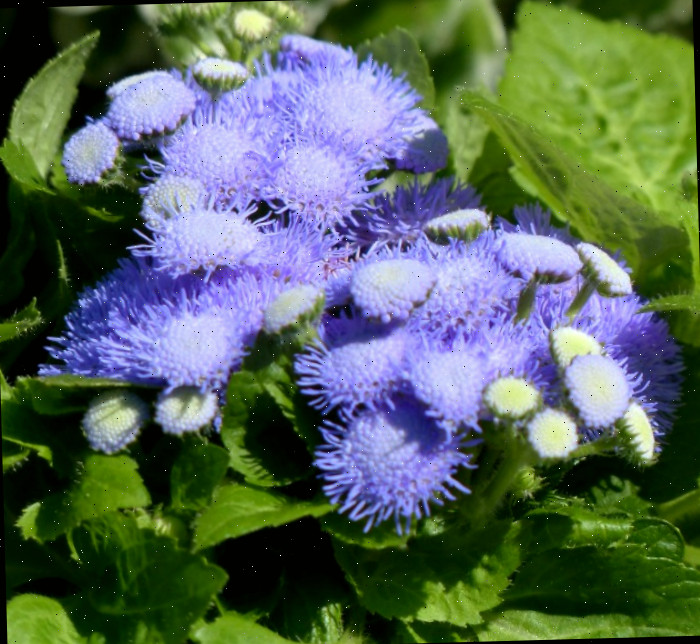 planta de ageratum Ageratum é ótimo para afastar mosquitos