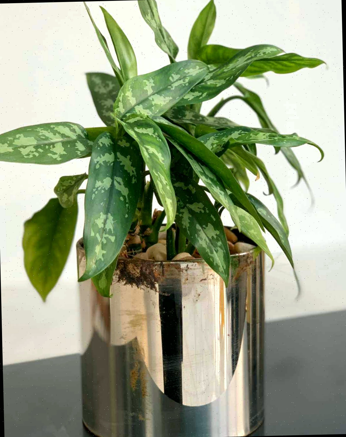 Aglaonema em um vaso dourado brilhante.