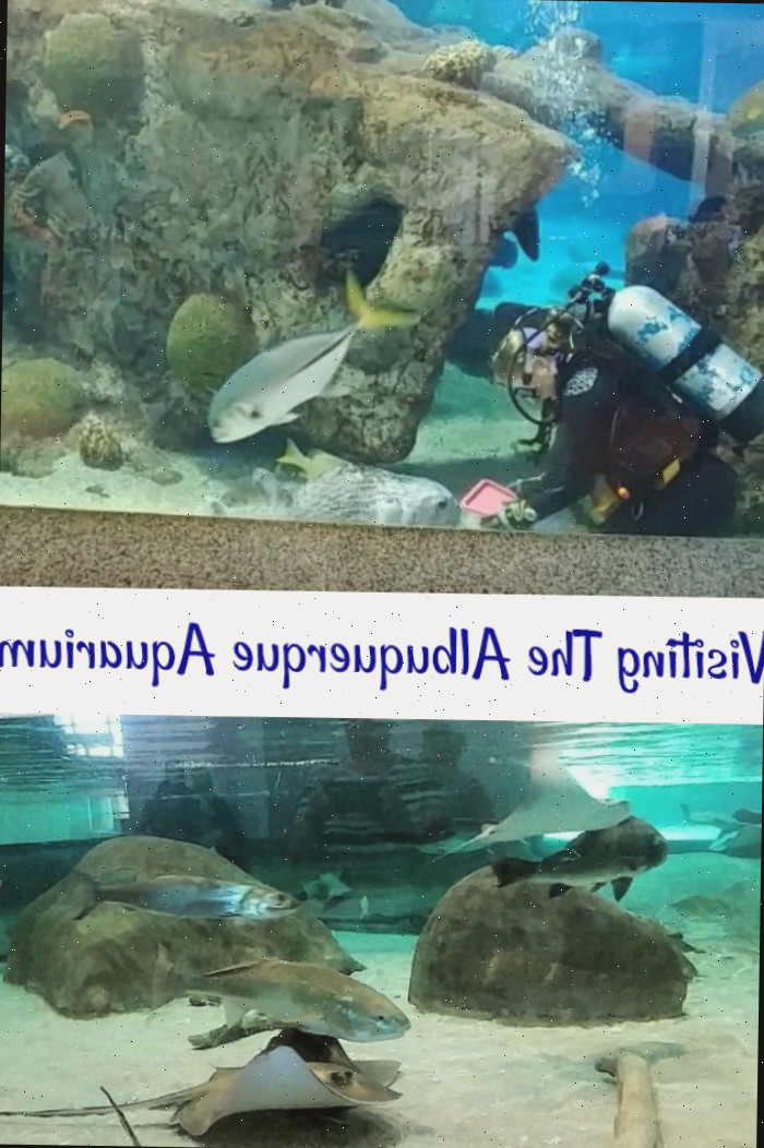 mergulhador alimentando peixes e raias em uma poça
