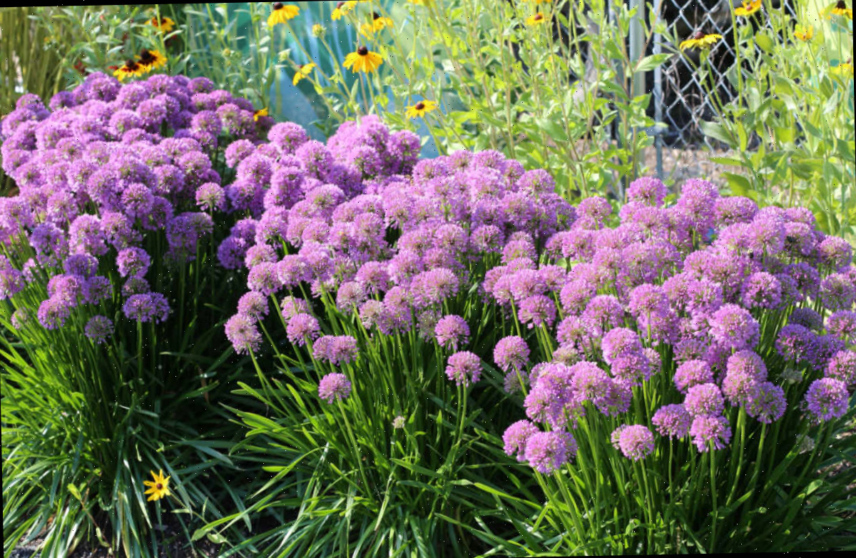 Uma planta de jardim cottage, allium, florescendo em fila em frente a uma cerca de arame.