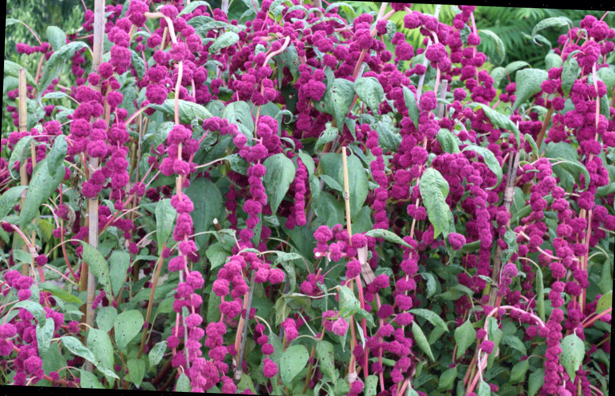 Uma amaranto roxa em plena floração.