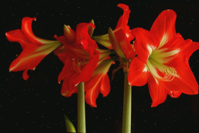 bulbos de amaryllis em flor bulbos de amarílis
